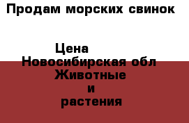 Продам морских свинок › Цена ­ 800 - Новосибирская обл. Животные и растения » Грызуны и Рептилии   . Новосибирская обл.